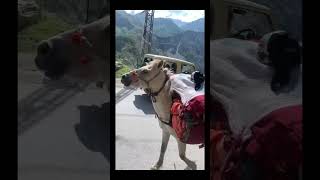 Goat Riding On Horse Cute Horse Baby Cute Goats