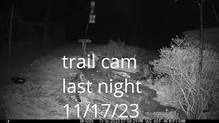 trail cam too many feral cats
