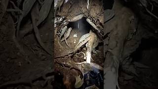 Life Through a Chameleon’s Eyes 🦎 | Color Changing Hunter in Action! #pov #wildlife #viral