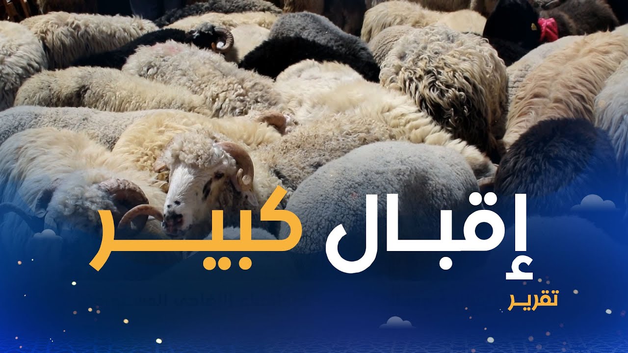 الأغــواط.. إقبال قوي للمواطنين على اقتناء الأضاحي المستوردة