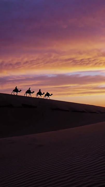 Camel A desert caravan moves through sand dunes at sunset. #camels #caravan