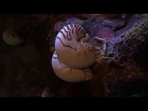 Well good morning, chambered nautilus! | Live From The Monterey Bay!