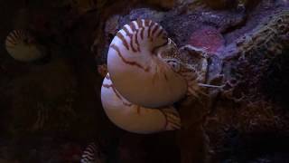 Well good morning, chambered nautilus! | Live From The Monterey Bay!