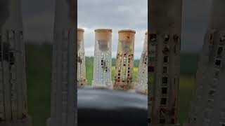 i grafted 6 buckfast queen's