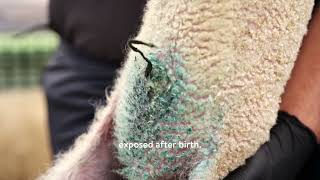 Umbirez Should We Dip Or Spray Navels?