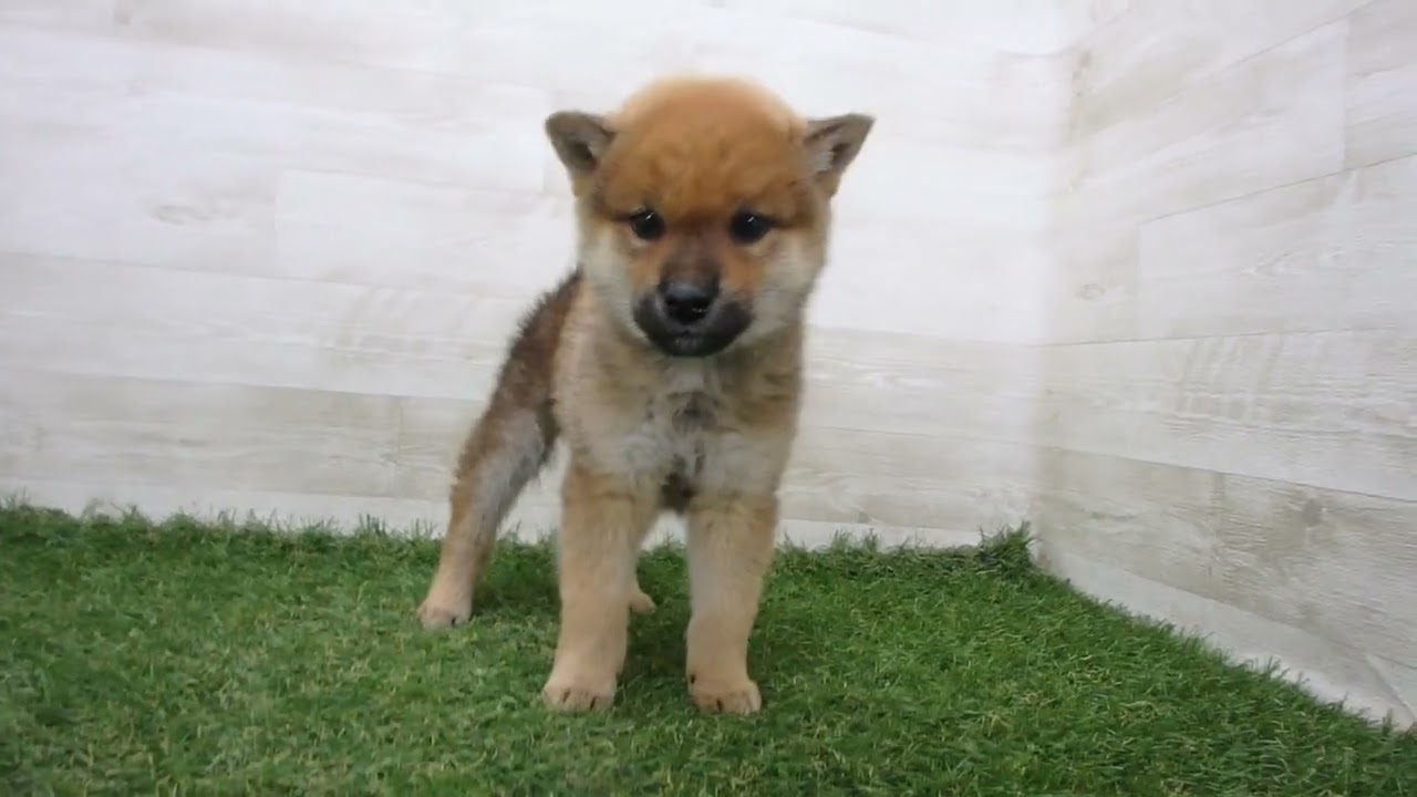 Coo&RIKU No.00738684 柴犬 - YouTube