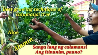 How to grow calamansi from cuttings