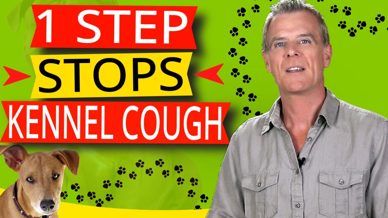Kennel Cough In Dogs (Symptoms and Natural Home Treatment) YouTube