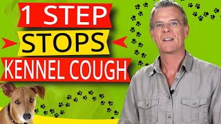 Kennel Cough In Dogs (Symptoms and Natural Home Treatment)