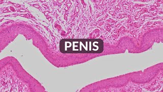 Histology Made Easy: Penis | Histology at 25x, 40x, 100x, 200x, 400x
