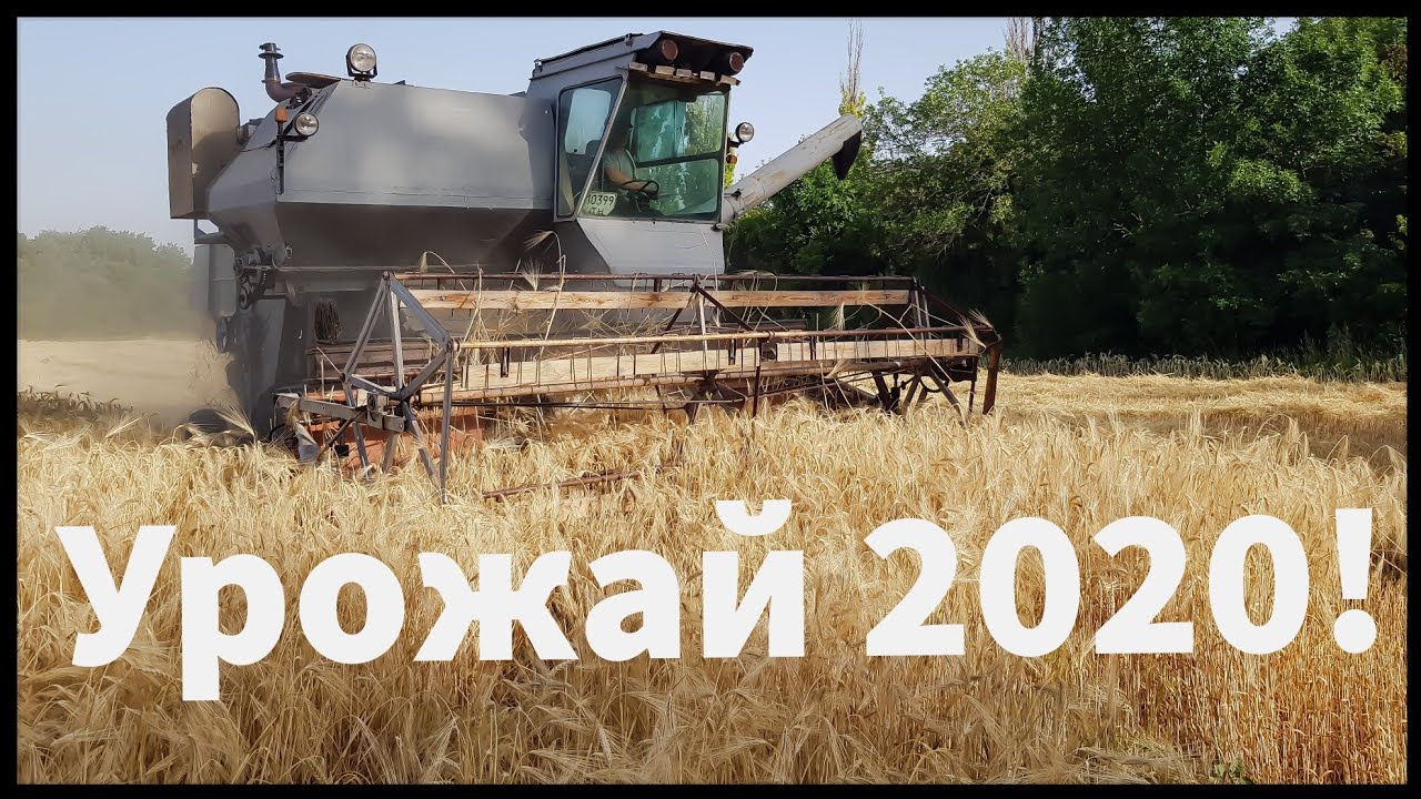 Нива уборка видео