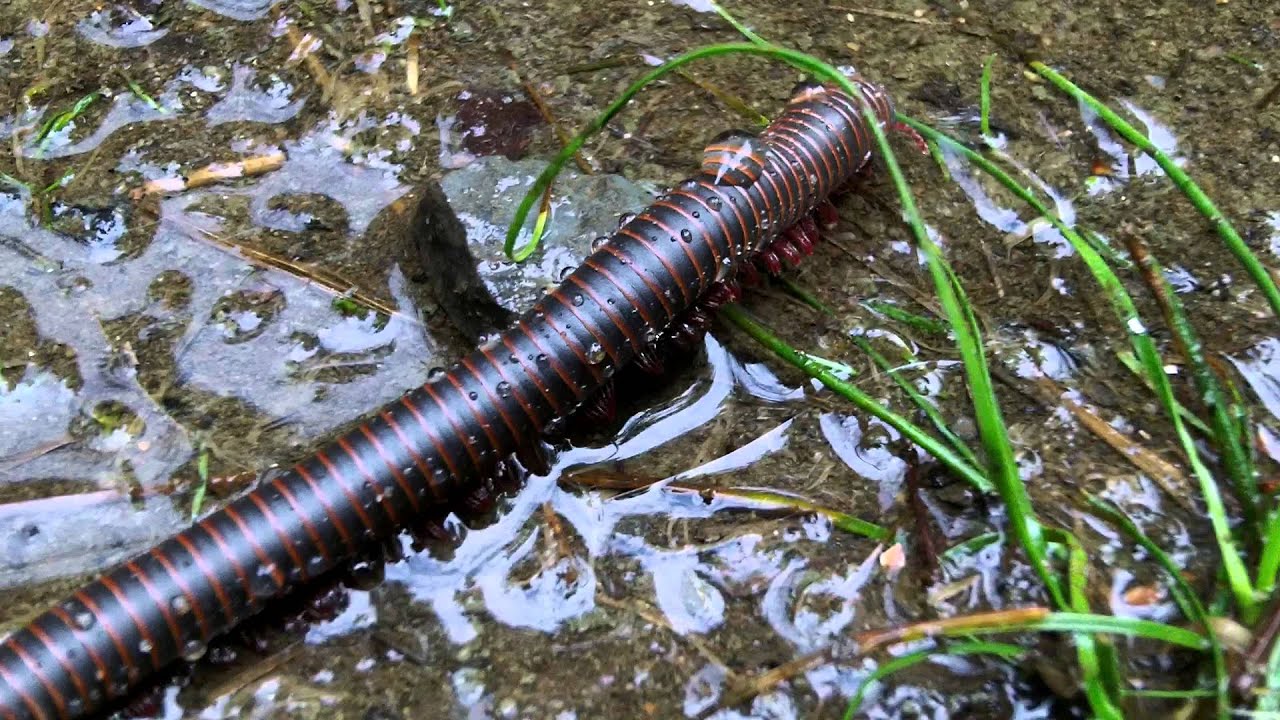 august 2019 A millipede goes for a walk in the rain