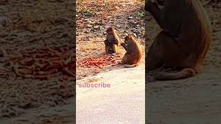 Indian breed desi monkey feeding video #monkey #feedingmonkey #monkeylover