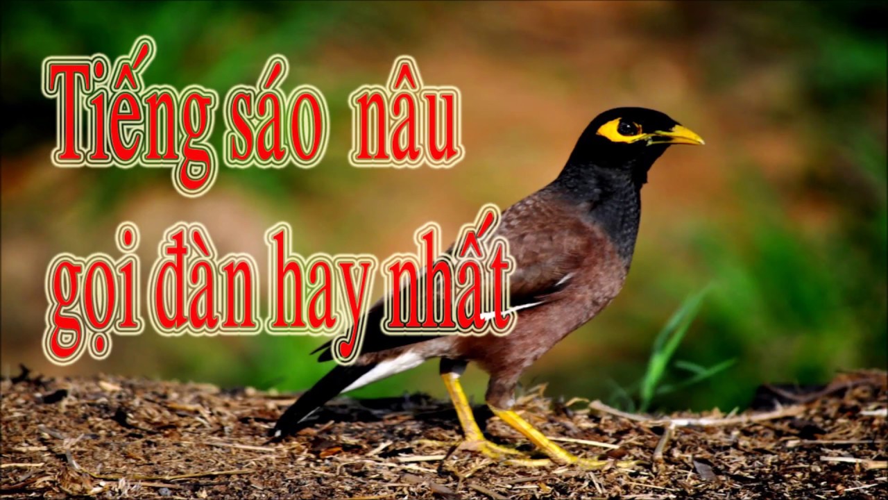 Tiếng sáo nâu gọi đàn dài hơn một tiếng dùng để mồi chim