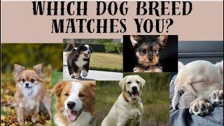 which dog breed matches u | personality quiz