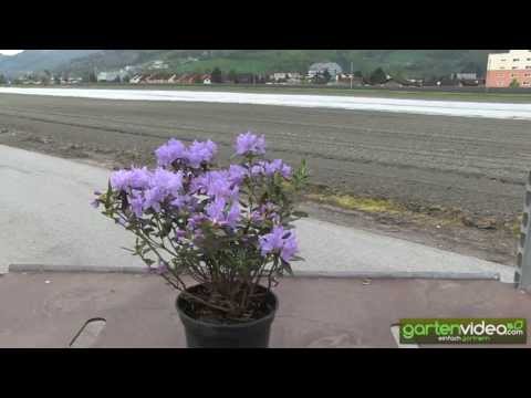 Video: Kleinblättriger Rhododendron