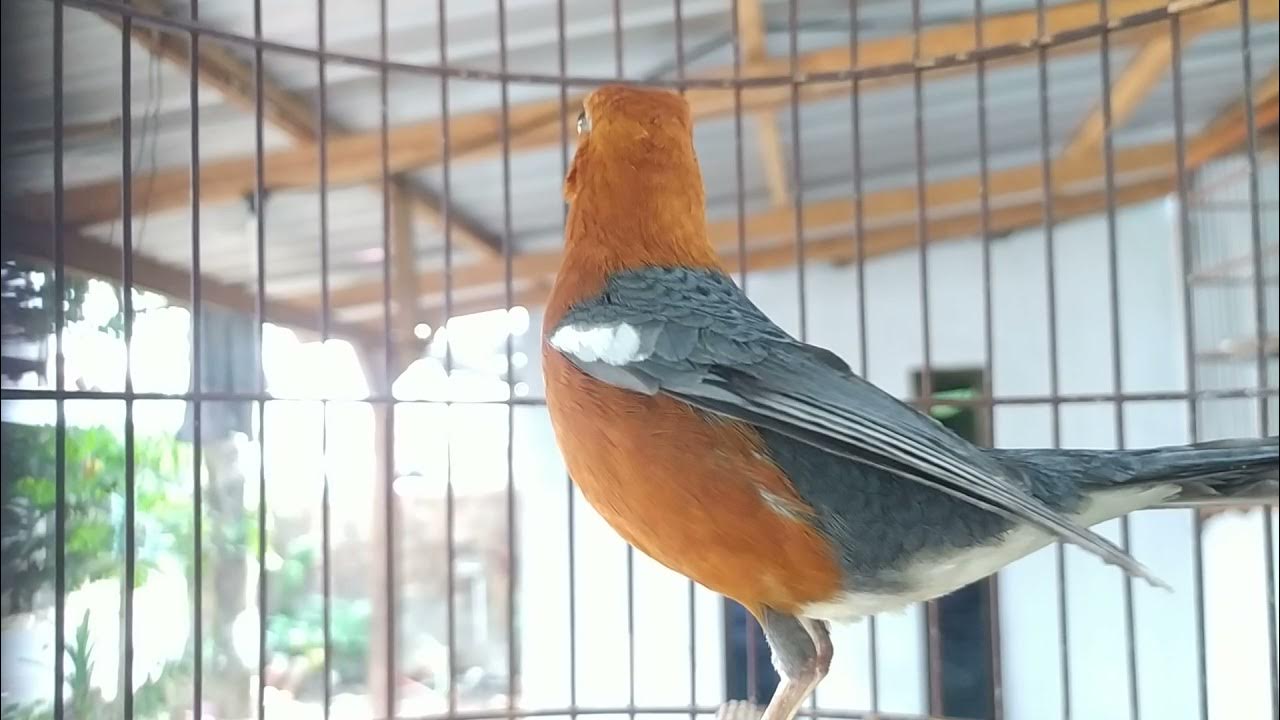 Mengungkap Karakter Anis Merah saat Birahi yang Menarik dan Unik Mengungkap Karakter Anis Merah saat Birahi yang Menarik dan Unik