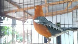 Anis merah betina birahi