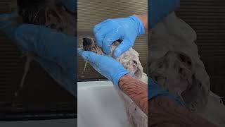 Watch Here ☝️ Full Video of Grooming Transformation  #grooming #dog