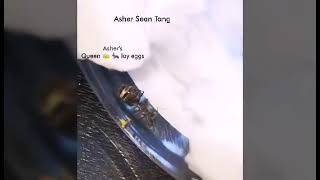 Queen Ant Inky Lays Eggs -