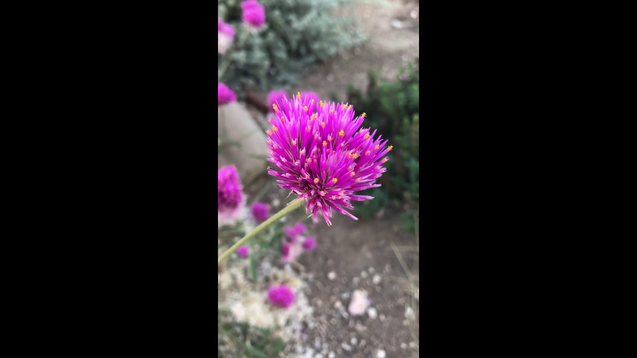 Red Star -Thistle.  KnapWeeds