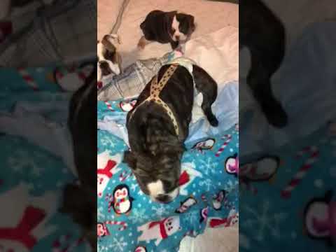 Romy Abby Roxy Zelly camera iphone 8 plus apk