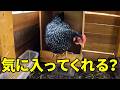 新入りメスのために作った産卵箱…使ってくれるのか？　375話目