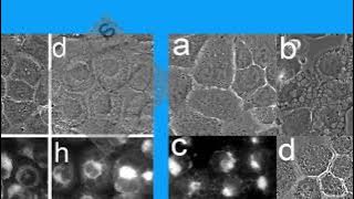 81188977D2C818DC448968659977CA#3