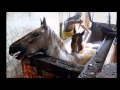 Stop The Horse Slaughtering and Cruelty Cry Godley and Creme