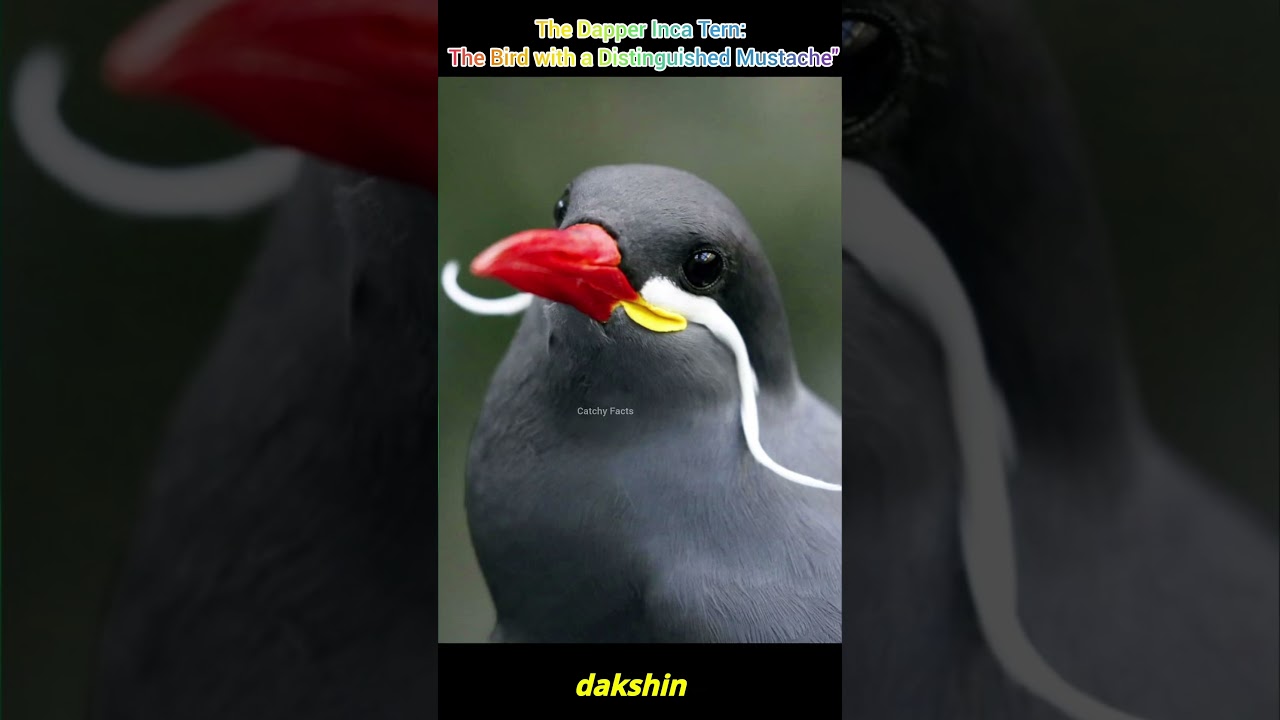 The Dapper Inca Tern: The Bird with a Distinguished Mustache 