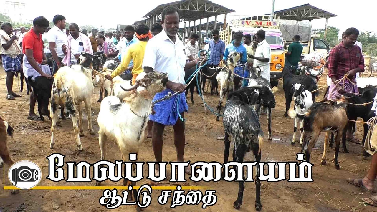 Melapalayam attu santhai | மேலப்பாளையம் ஆட்டு சந்தை