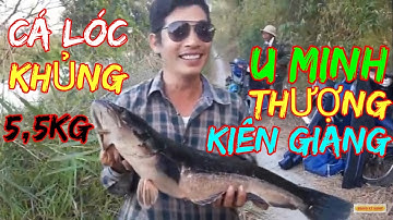 câu cá lóc rừng u minh thương lên co hugo 5.5KG @giangngofising