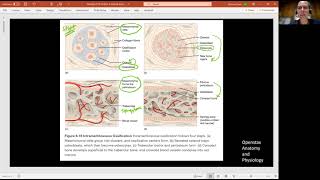Biology 2010 Ch 6 Bone Tissue and Skeletal System Intramembranous Ossification (Video 7) Profile