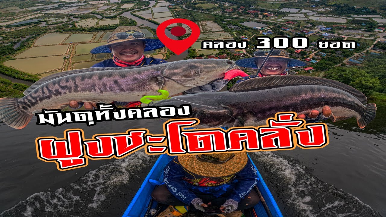 มันดุทั้งคลอง ฝูงชะโดคลั่งคลอง 300 ยอด