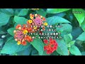 デュエット/居酒屋/五木ひろし&木の実ナナ