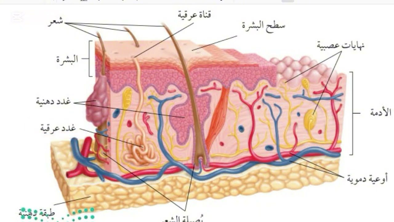 الجلد والعضلات علوم ثاني متوسط الفصل الدراسي الثاني الجزء الاول