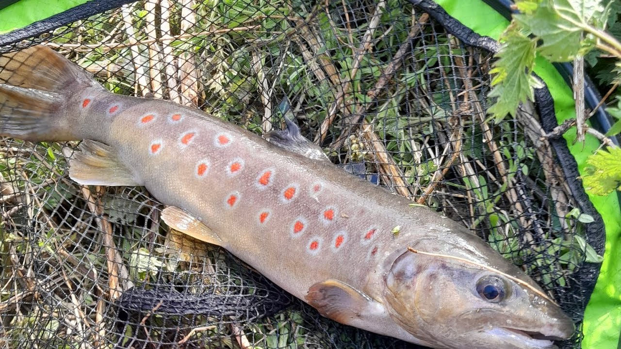 🇧🇪 Pêche truite rivière 🎣🎣 des truites partout 👍 YouTube
