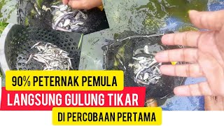 Penanganan Bibit Lele Mati Masal #part1 | Solution for Massive Catfish Seedlings' Dead