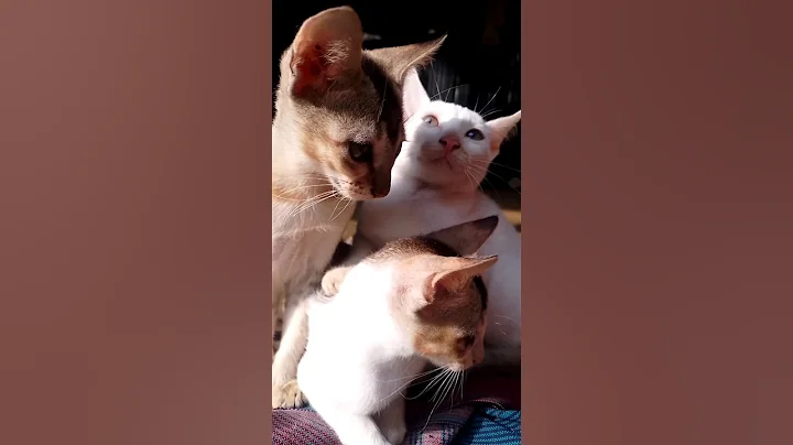 Video 11793271: cat kitten cutecat adorable, cat kitten cutecat funny, cat cute kittens adorable, little cat