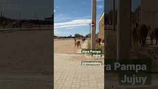 #llamas #vicuña #AbraPampa #jujuy #norteñas #norteargentino