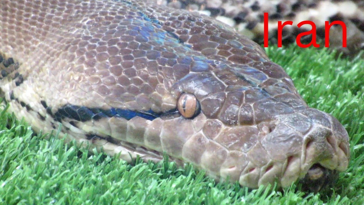 biggest-snake-in-the-world-iran-animals-youtube