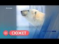 Белые медведи из Якутии отметили всемирный день полярного медведя