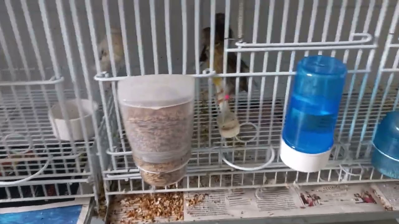 Domingo dia do Couto 