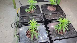 How does ORP apply to Hydroponics 