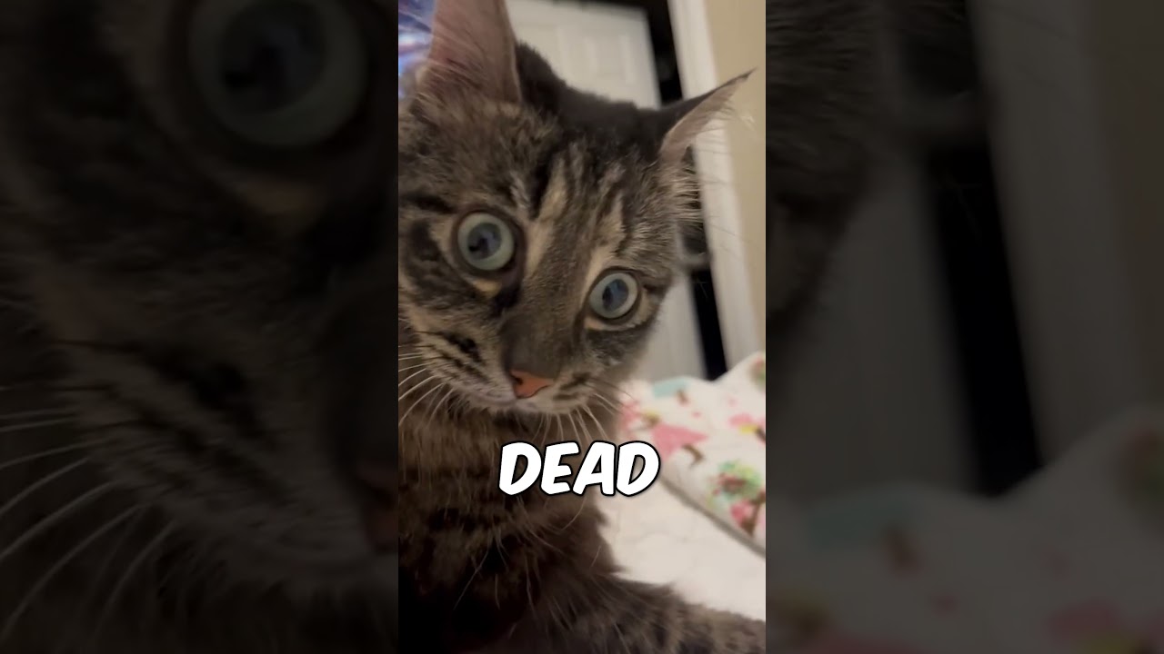 This blind cat has the best attitude 🤣
