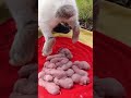 How Rabbits Give Birth Cute Baby Rabbits 57 How Rabbits Give Birth Cute Baby Rabbits 57