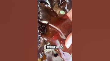 Plastic Made of Algae!