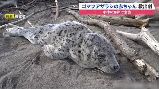 「頑張って！」“ゴマフアザラシ” 赤ちゃん救出劇 海岸で衰弱…水族館が保護 (21/05/13 19:55)
