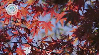 Beautiful autumn leaves in the valley | Nature Scenery Documentary 4K screenshot 1