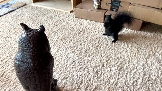 The Owl Decoy and the Squirrel